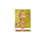 A5-ös jegyzetfüzet, 48 lap, Állatok motívum